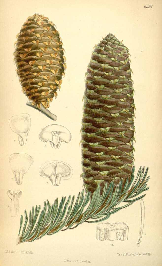 no HD illustration available (3)