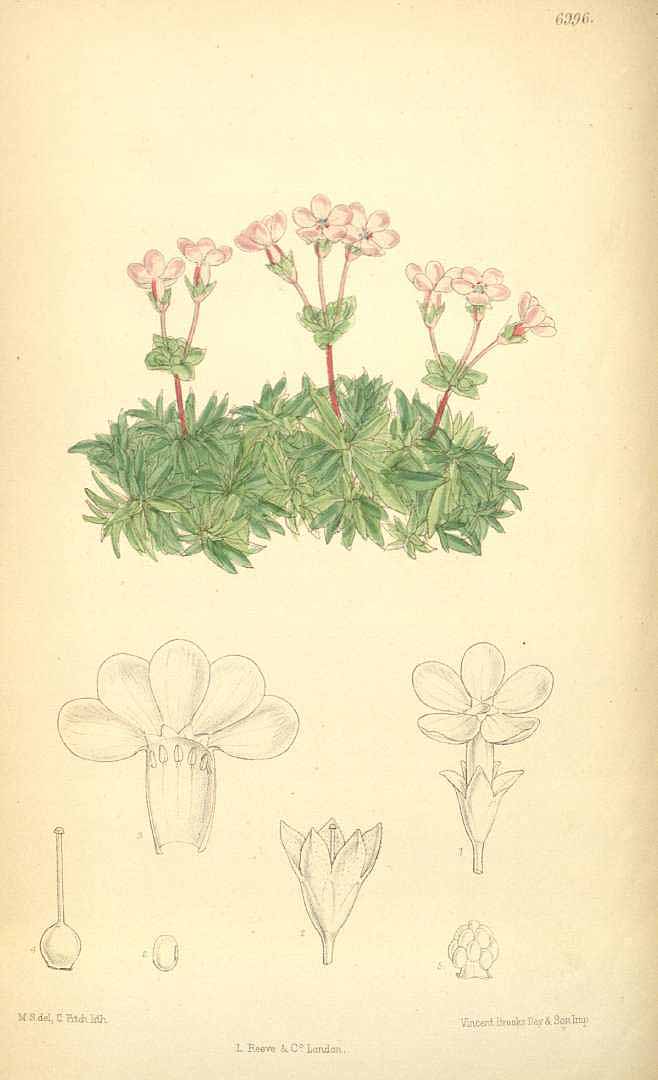 no HD illustration available (3)