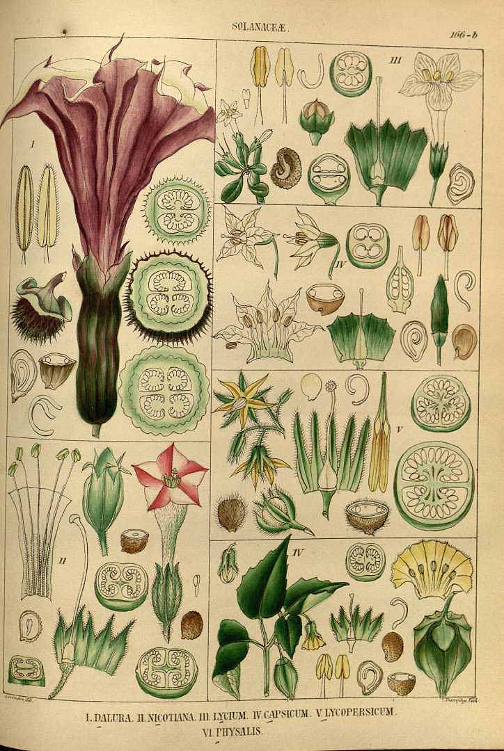 no HD illustration available (3)