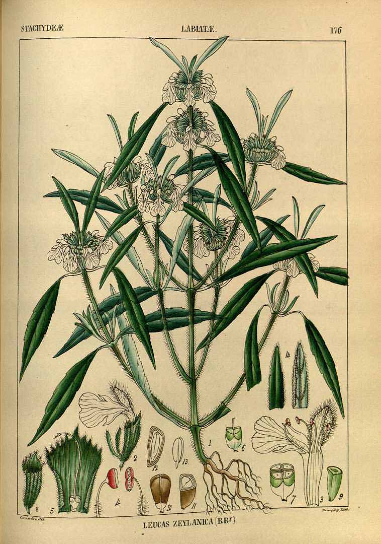 no HD illustration available (3)