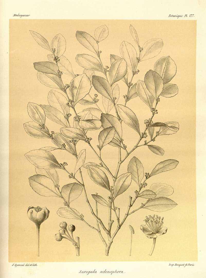 no HD illustration available (3)