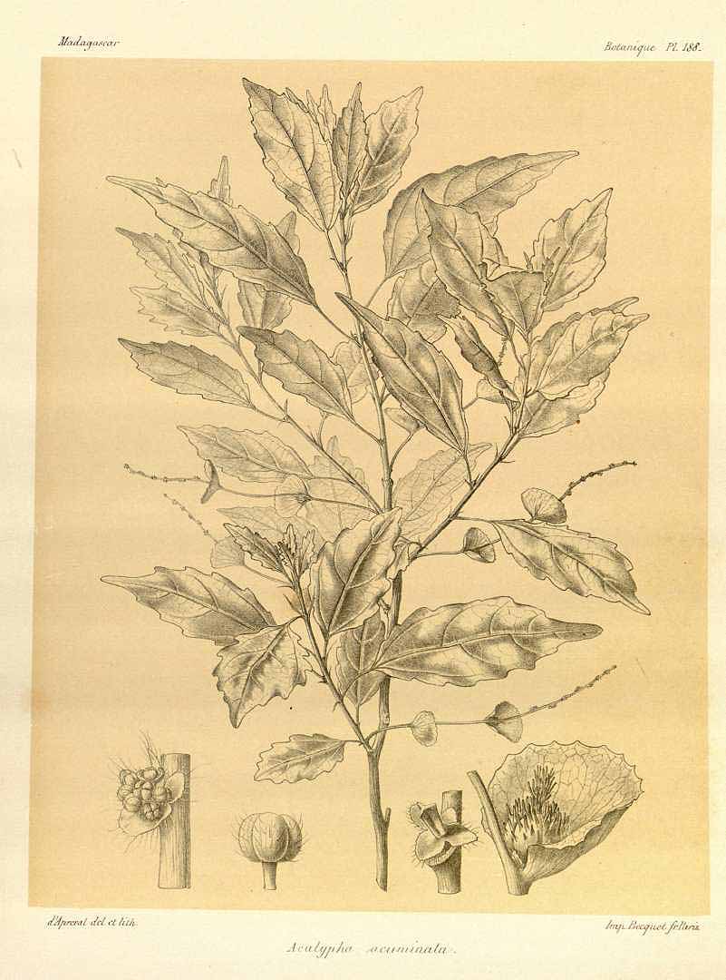 no HD illustration available (3)