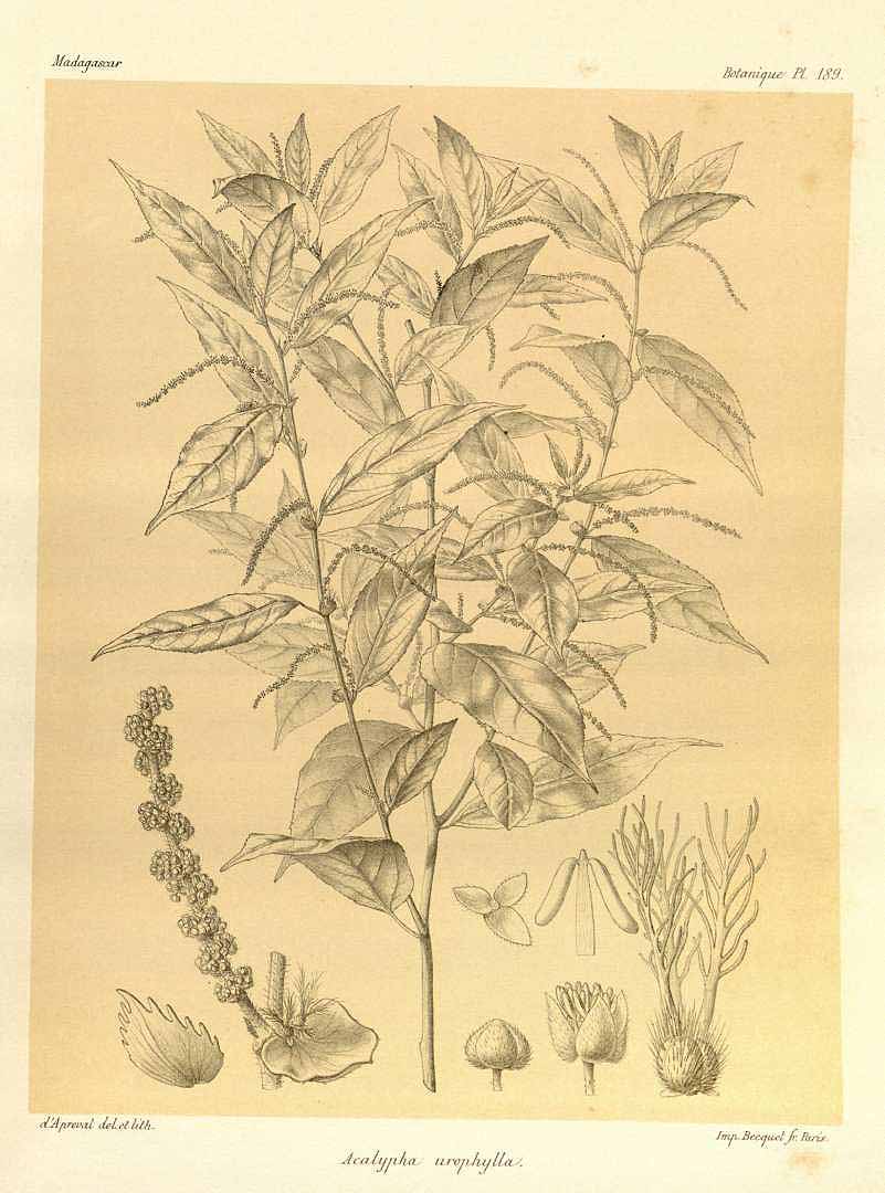 no HD illustration available (3)