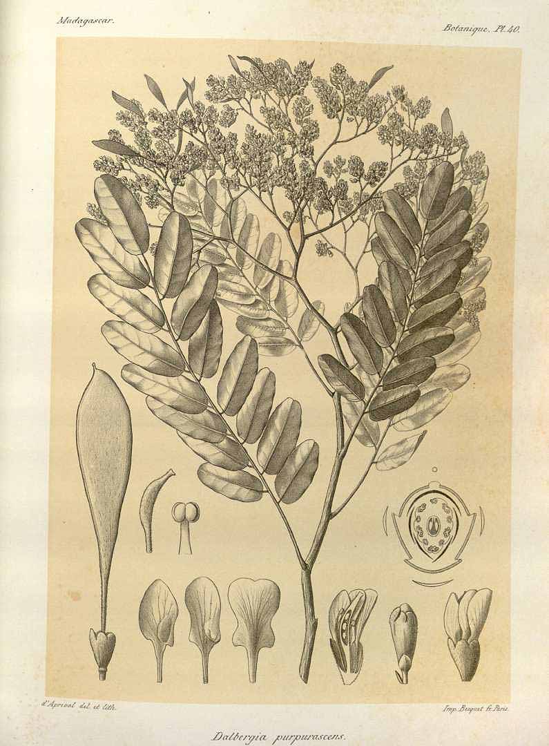 no HD illustration available (3)