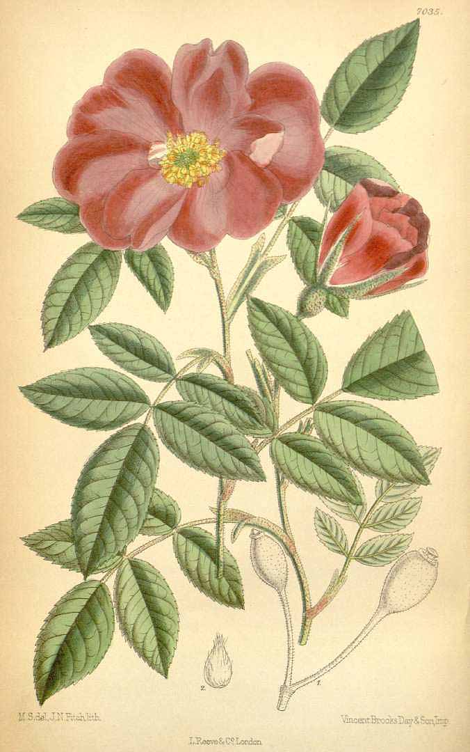 no HD illustration available (3)