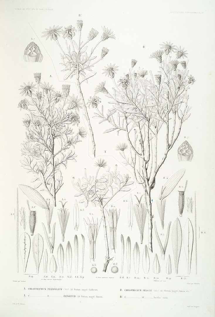 no HD illustration available (3)