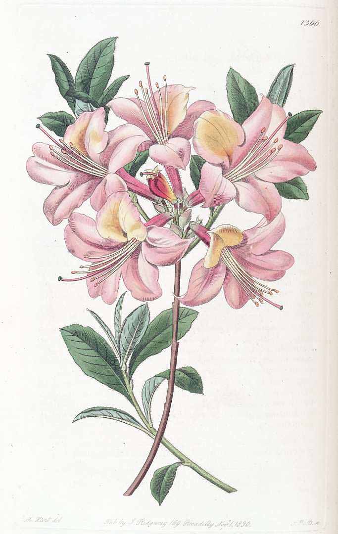 no HD illustration available (3)