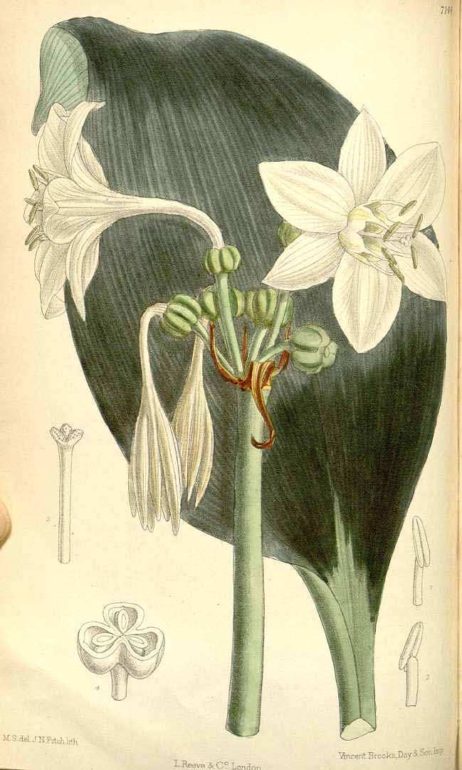 no HD illustration available (3)