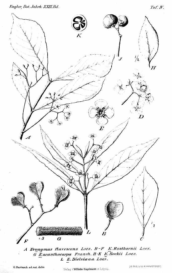 no HD illustration available (3)