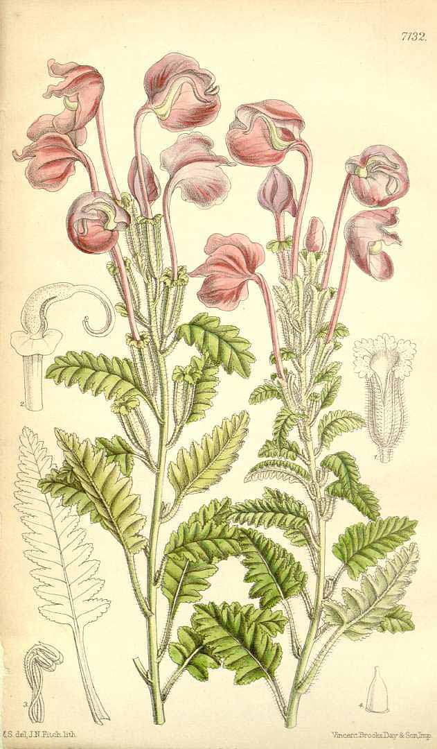 no HD illustration available (3)