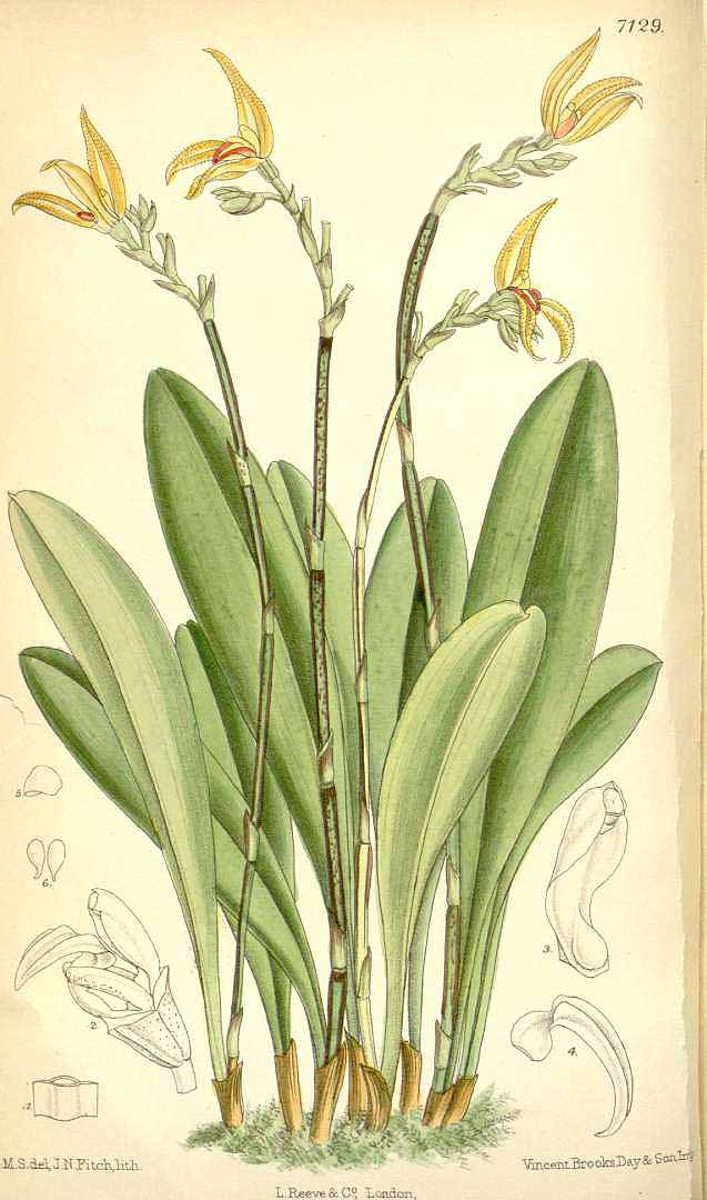 no HD illustration available (3)