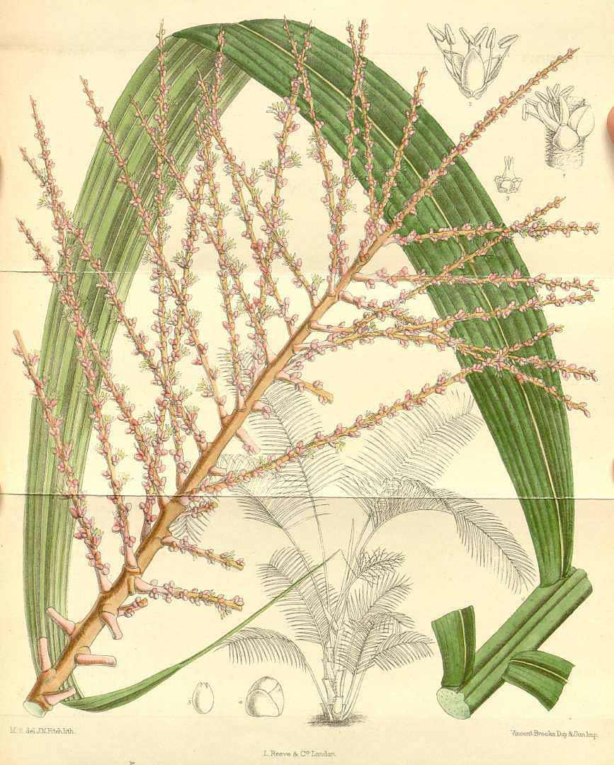 no HD illustration available (3)