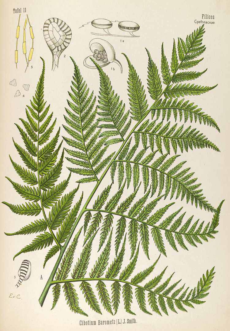 no HD illustration available (3)