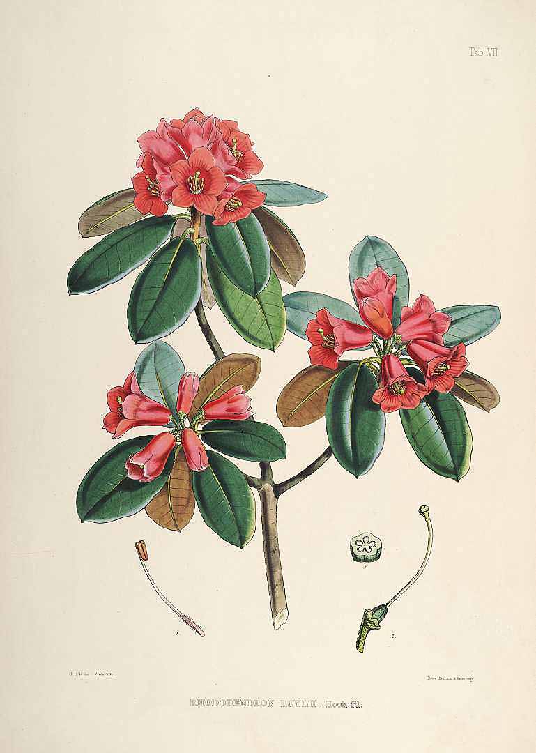 no HD illustration available (3)