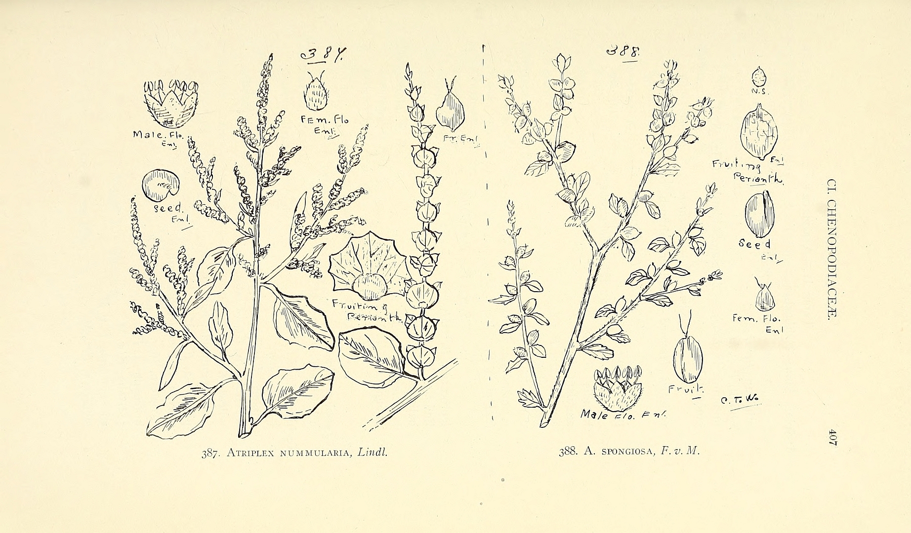 no HD illustration available (3)