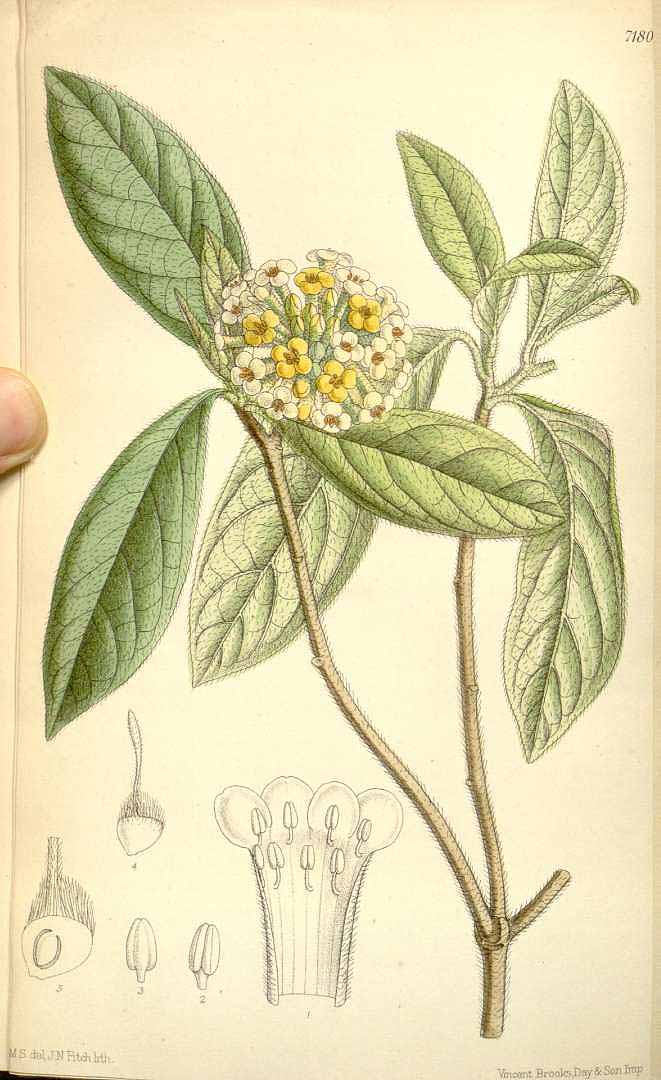 no HD illustration available (3)