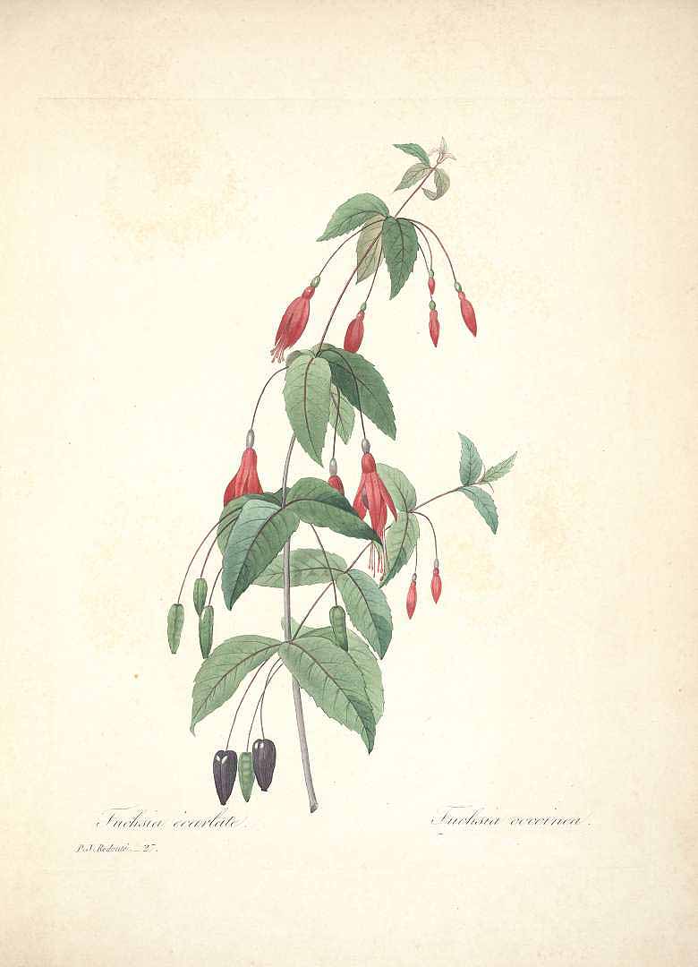 no HD illustration available (3)