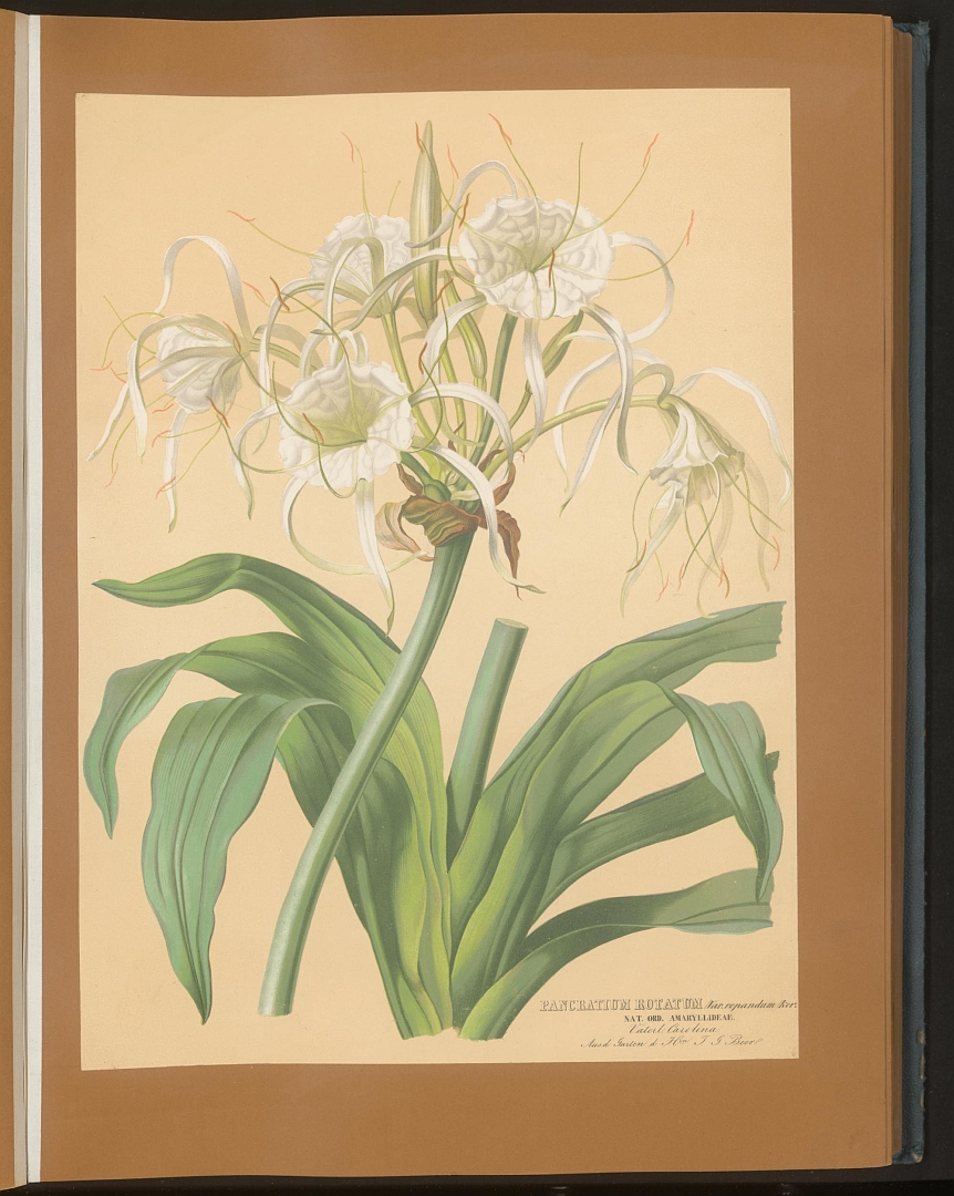 no HD illustration available (3)