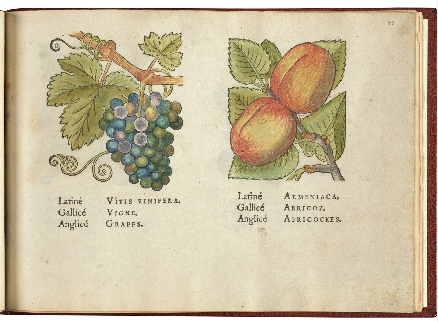 no HD illustration available (3)