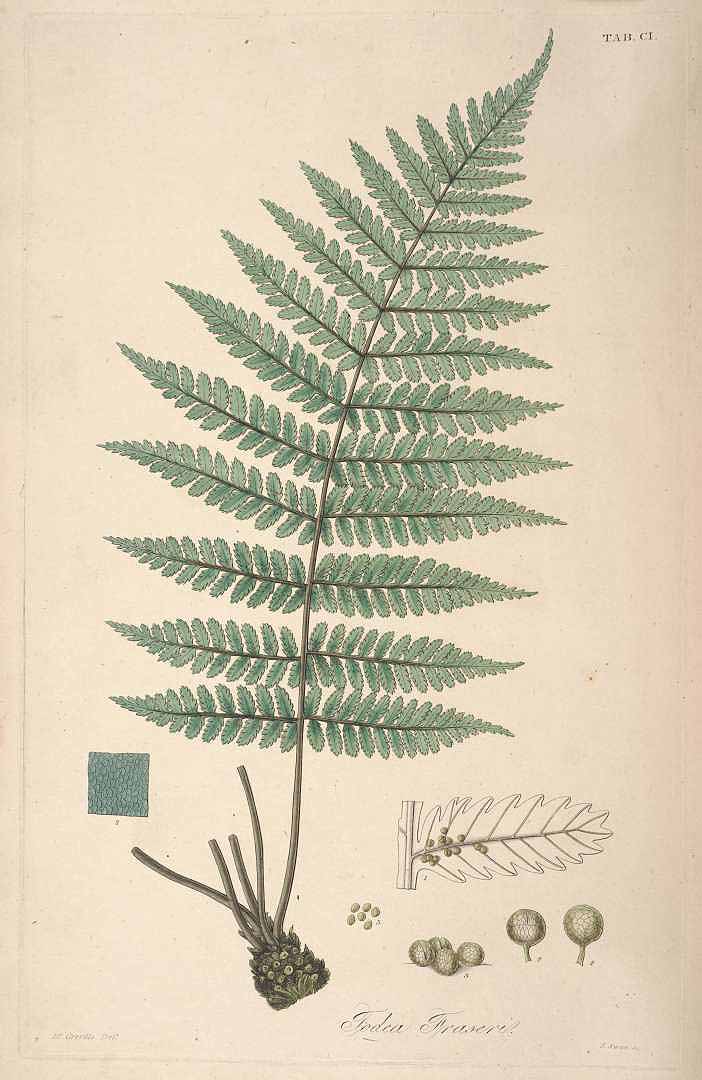 no HD illustration available (3)