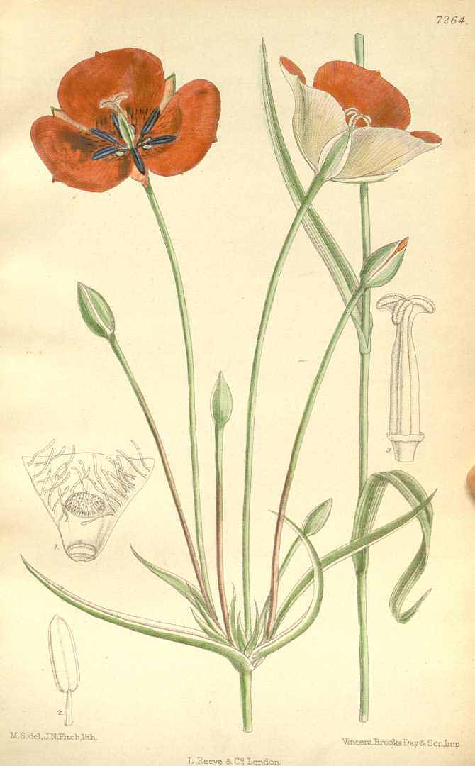 no HD illustration available (3)