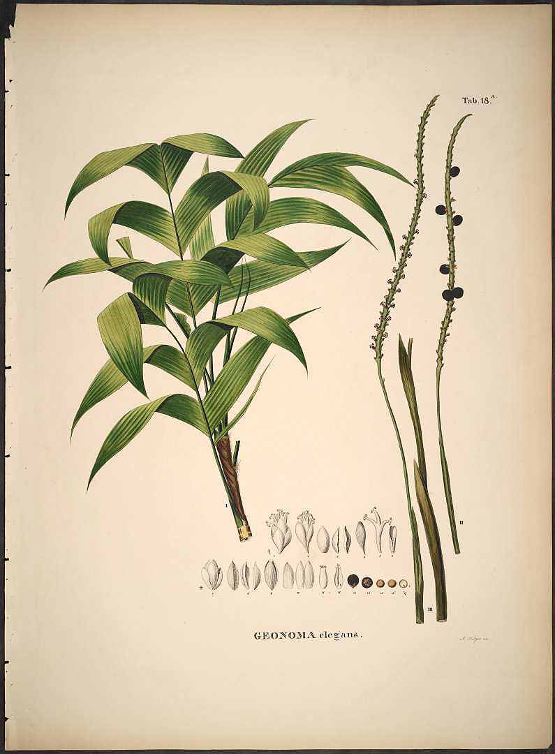 no HD illustration available (3)