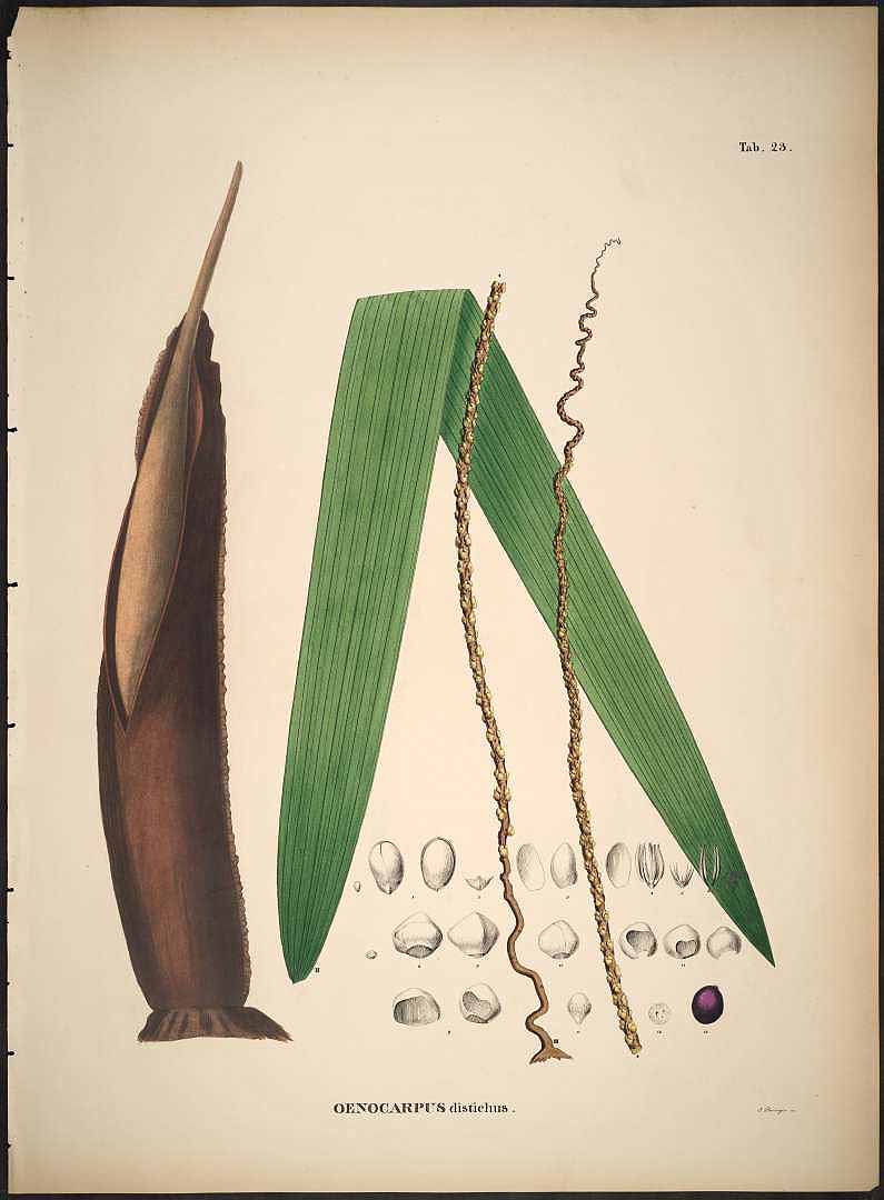 no HD illustration available (3)