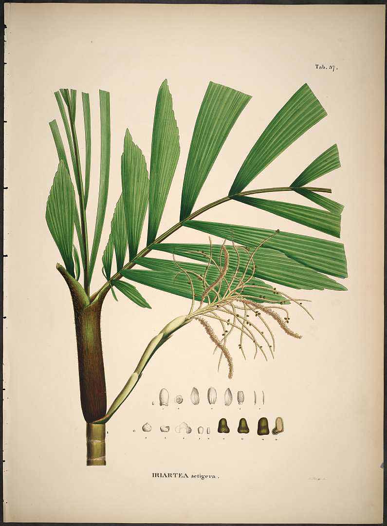 no HD illustration available (3)