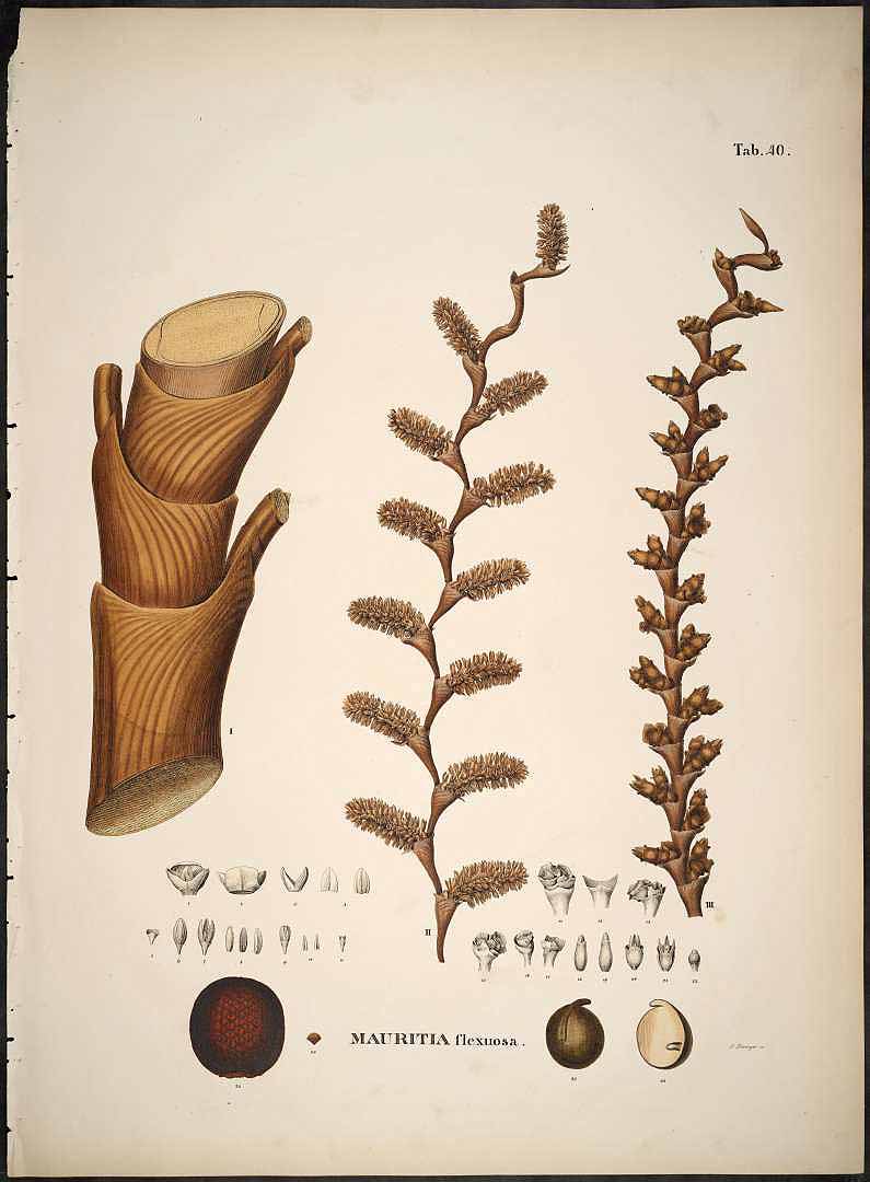 no HD illustration available (3)