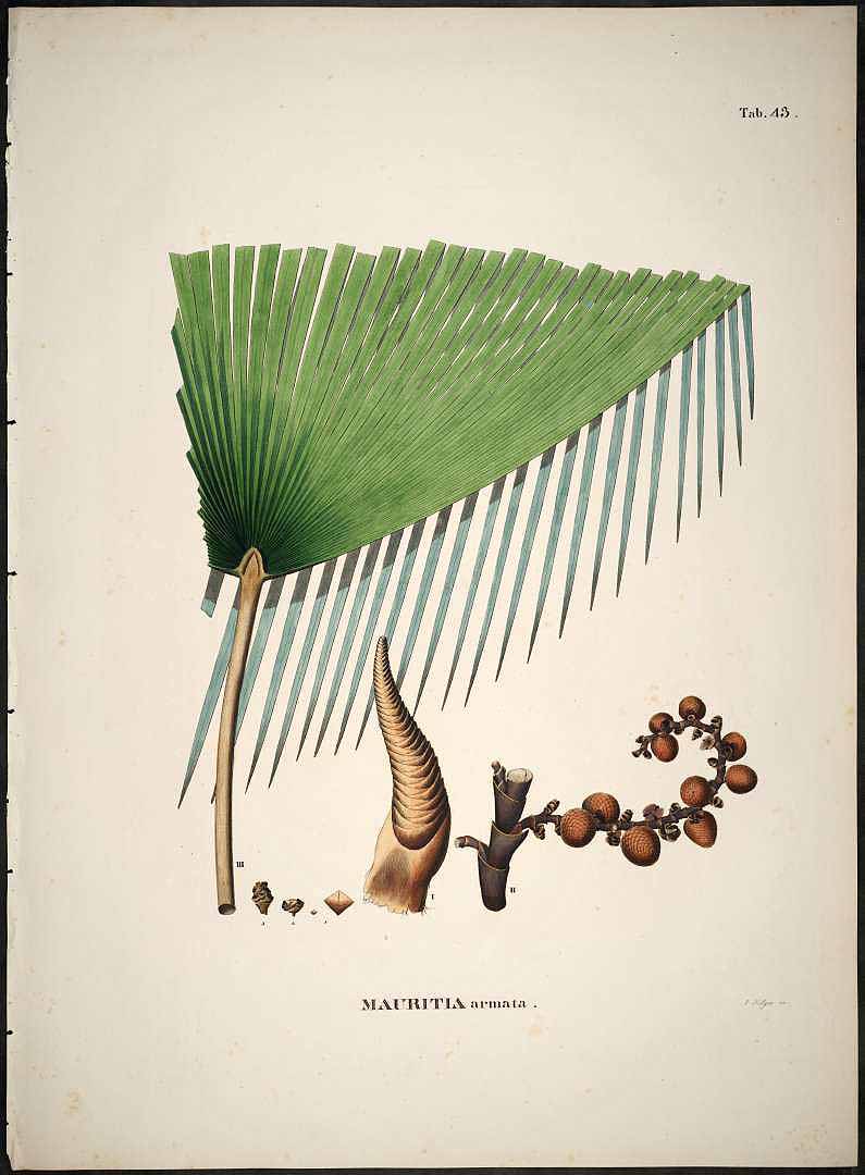 no HD illustration available (3)