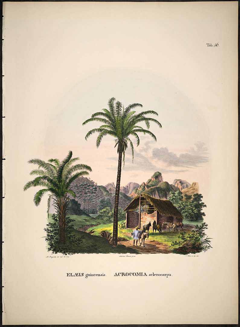 no HD illustration available (3)