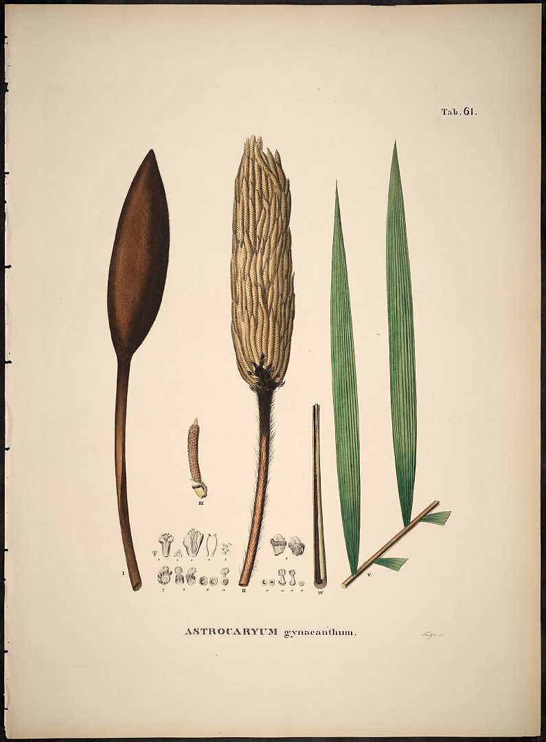 no HD illustration available (3)