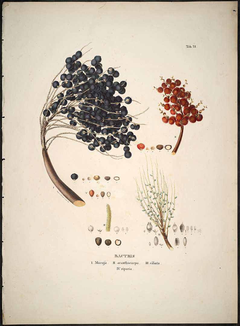 no HD illustration available (3)