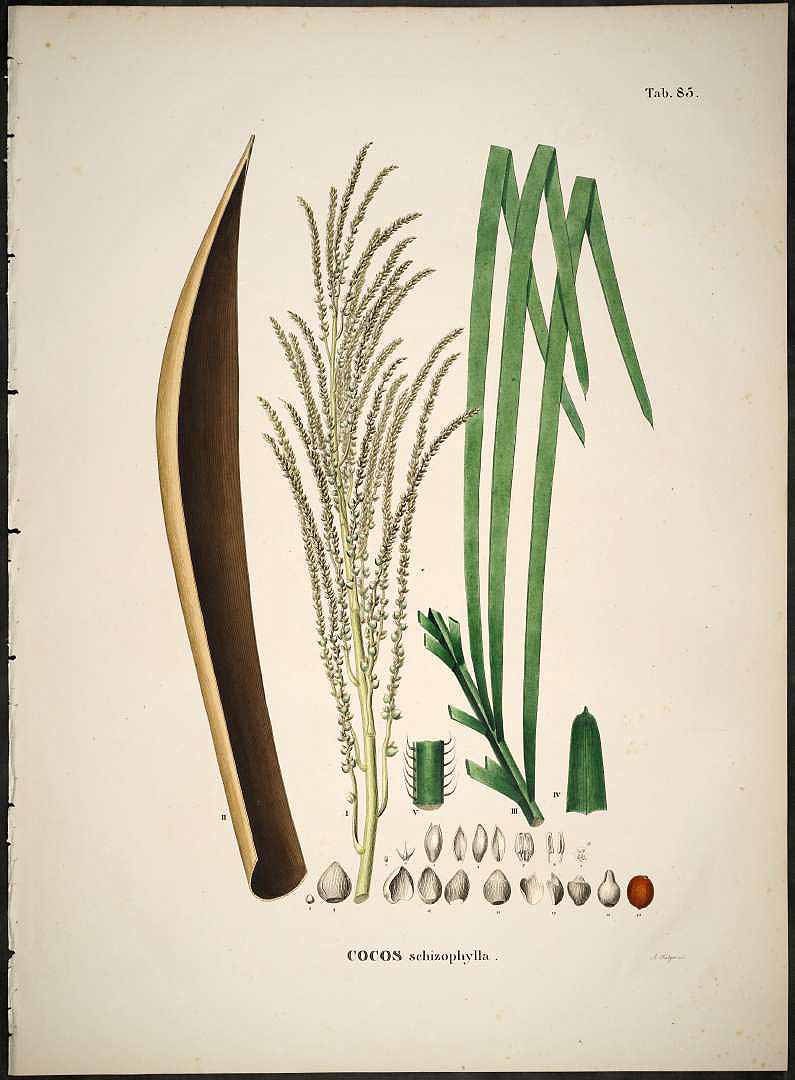 no HD illustration available (3)