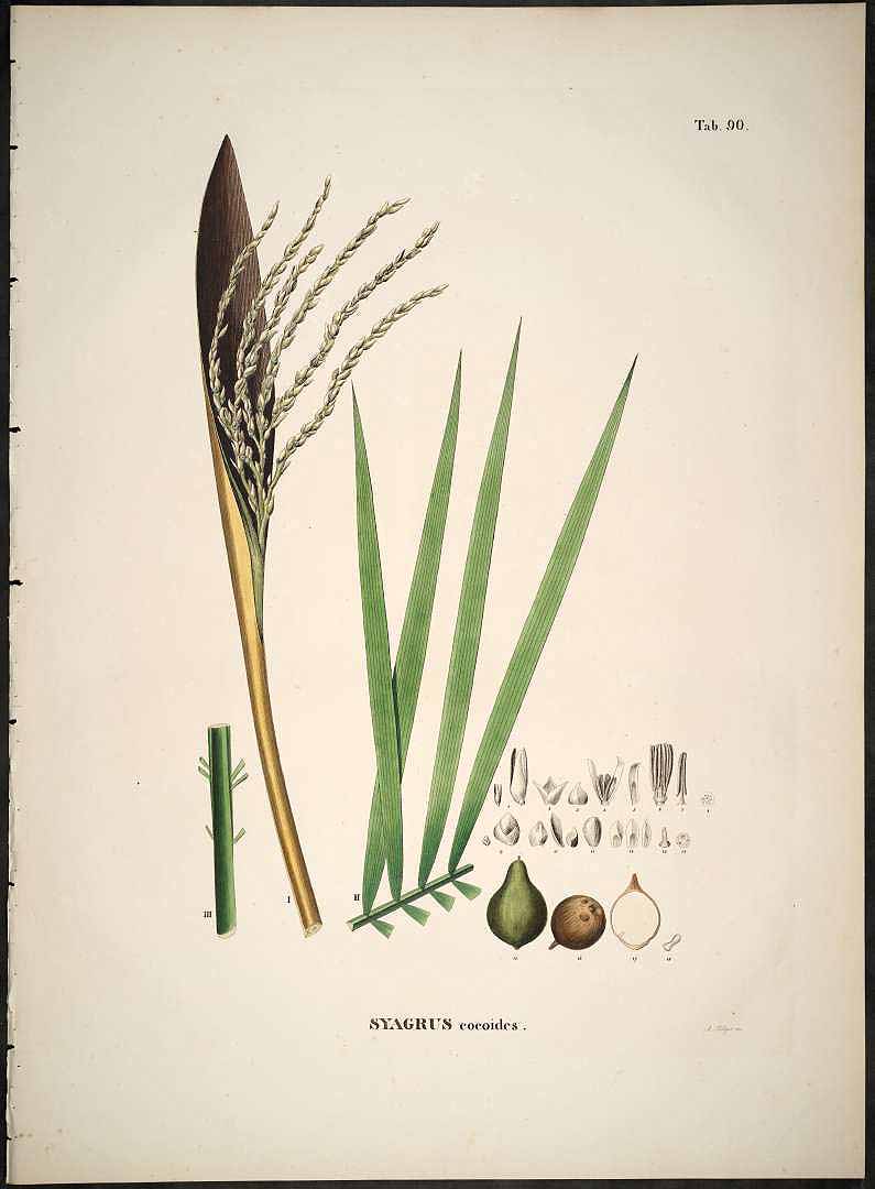 no HD illustration available (3)