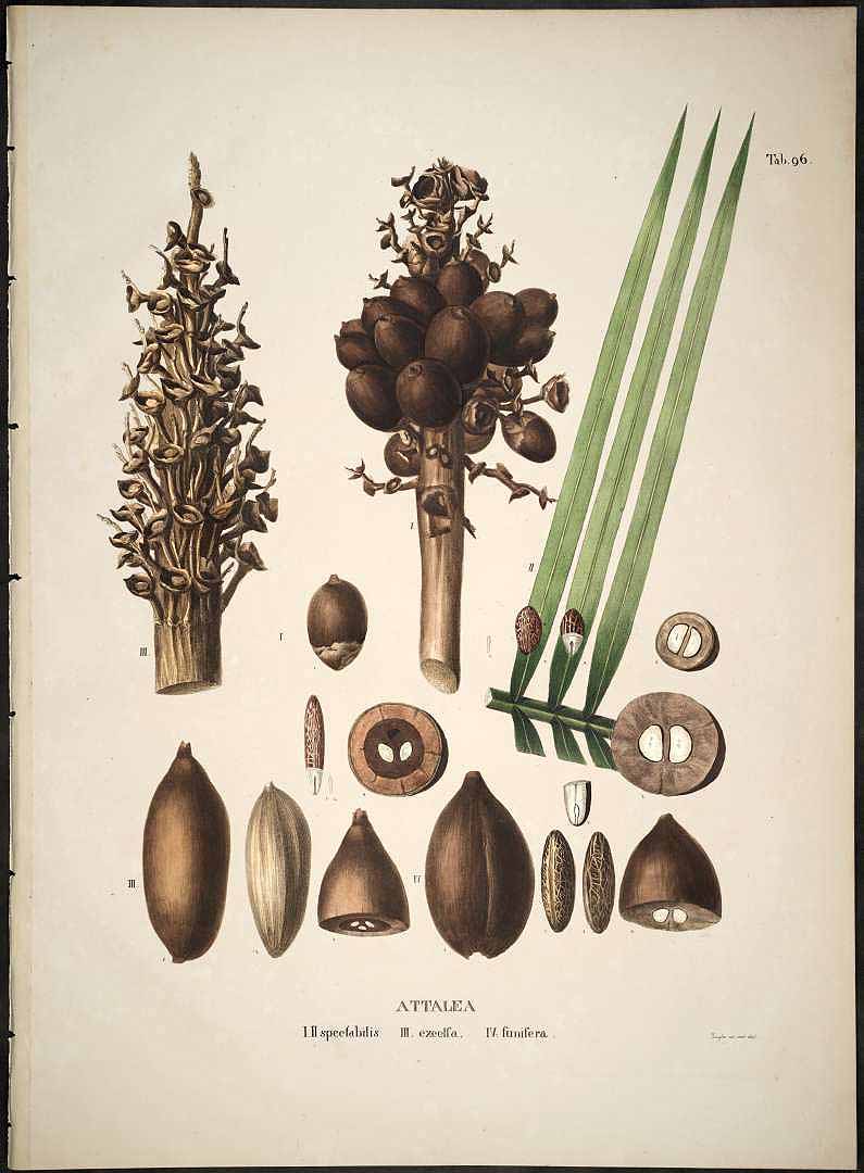 no HD illustration available (3)