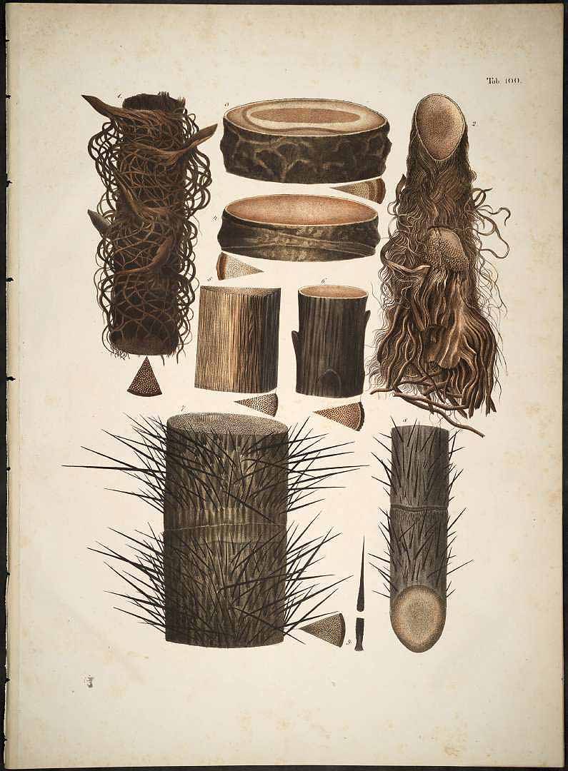 no HD illustration available (3)