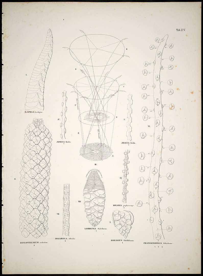 no HD illustration available (3)