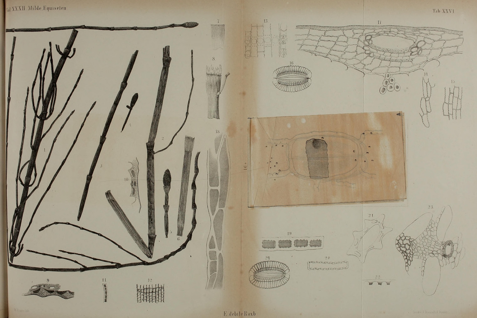 no HD illustration available (3)