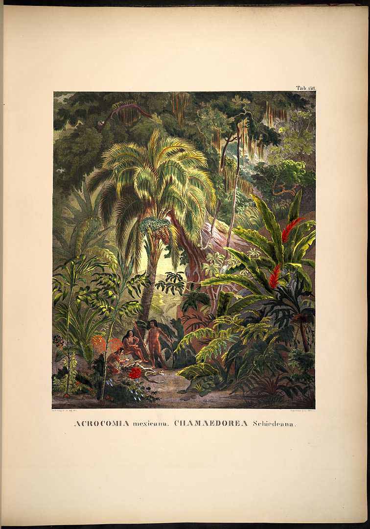 no HD illustration available (3)