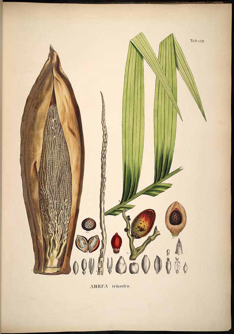 no HD illustration available (3)