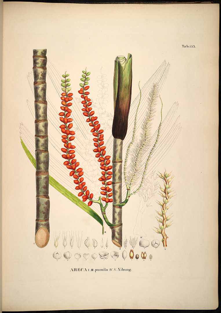 no HD illustration available (3)