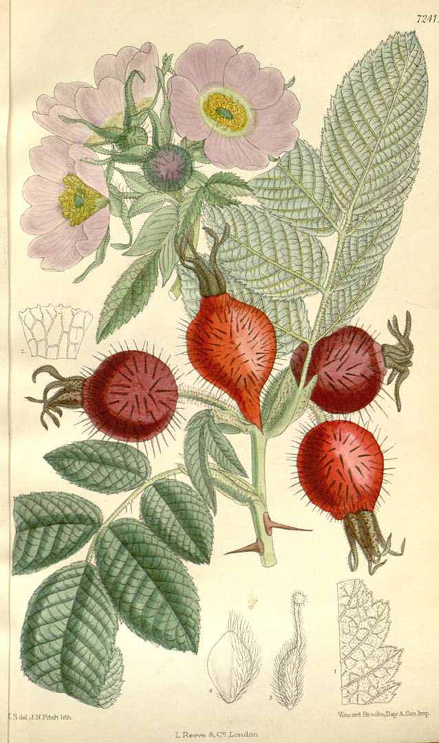 no HD illustration available (3)