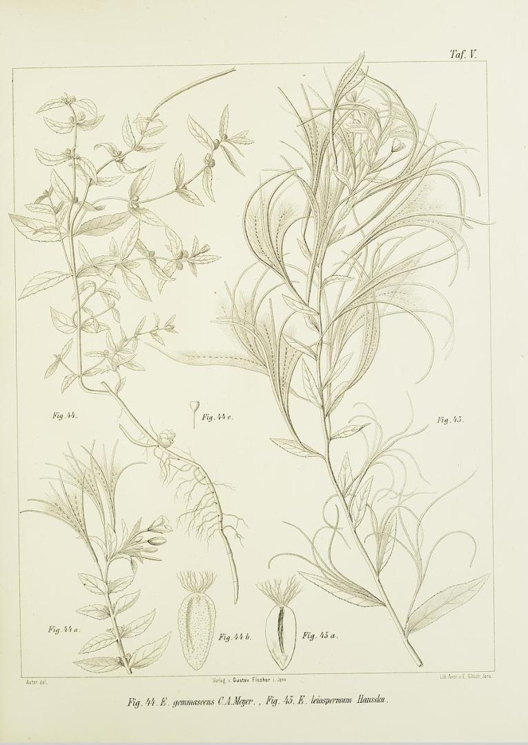 no HD illustration available (3)