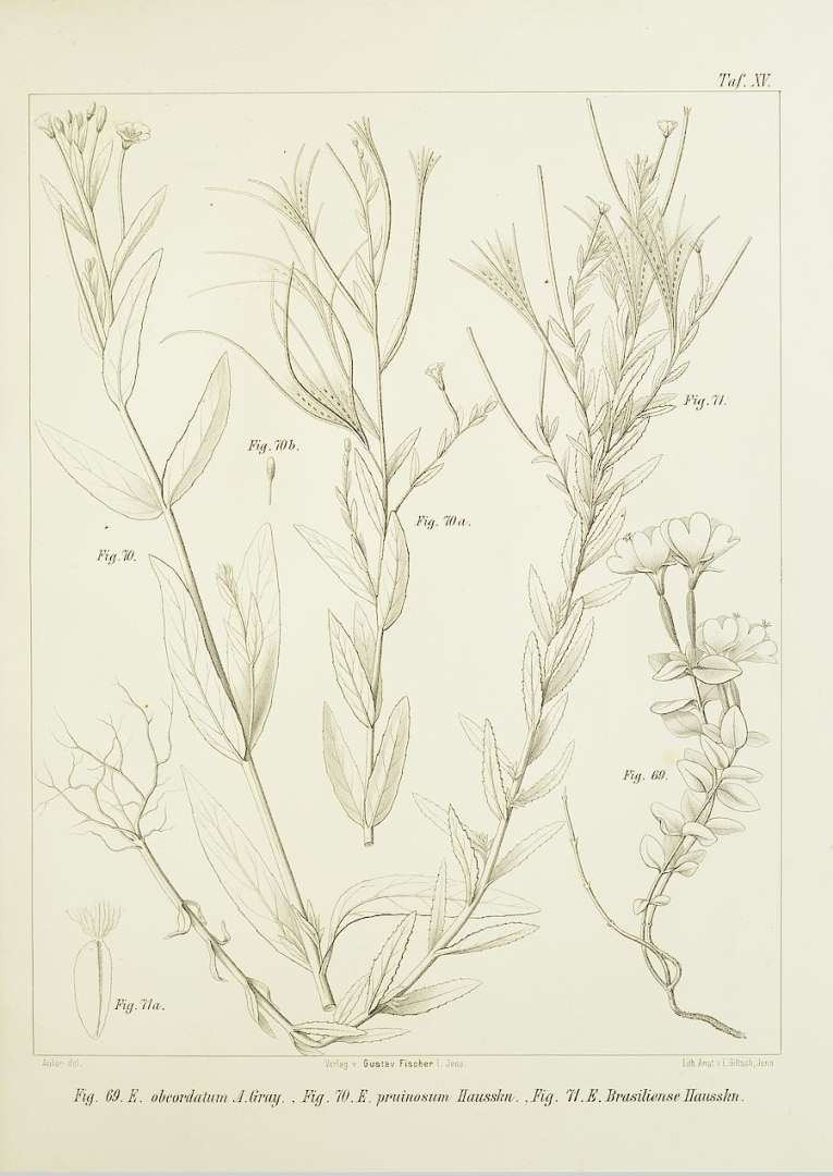 no HD illustration available (3)