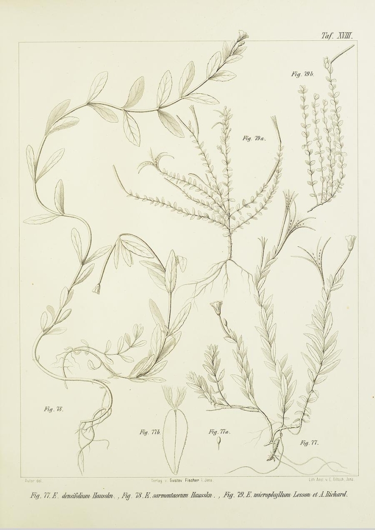 no HD illustration available (3)