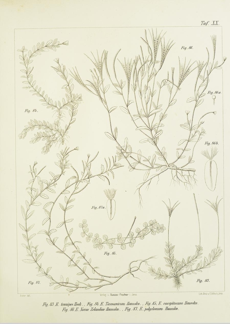 no HD illustration available (3)