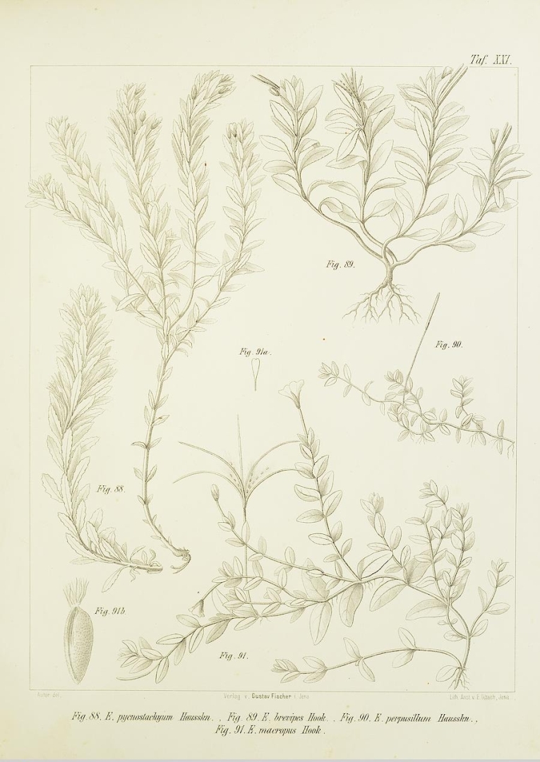 no HD illustration available (3)