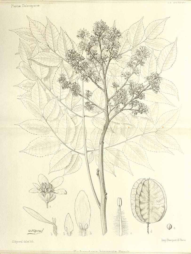 no HD illustration available (3)