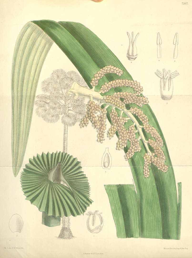 no HD illustration available (3)